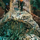 Welchen Fisch darf man noch essen?