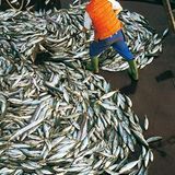 Welchen Fisch darf man noch essen? - Bild 2