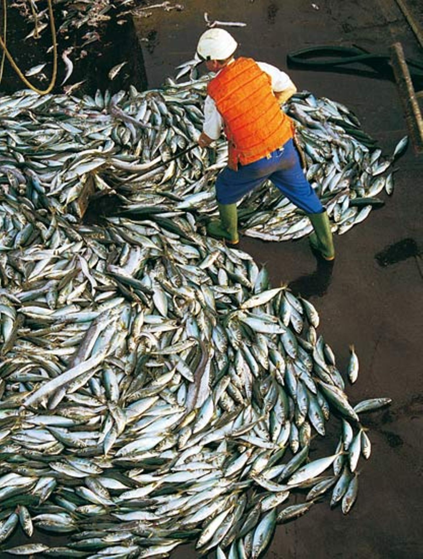 Welchen Fisch darf man noch essen? - Bild 2
