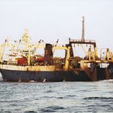 Welchen Fisch darf man noch essen? - Bild 3