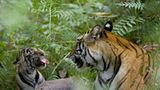 Fotogalerie: Tierkinder