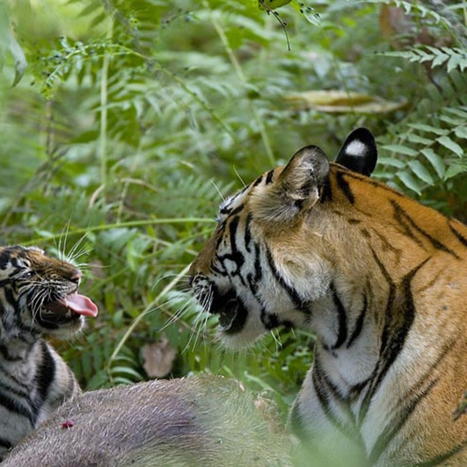 Fotogalerie: Tierkinder