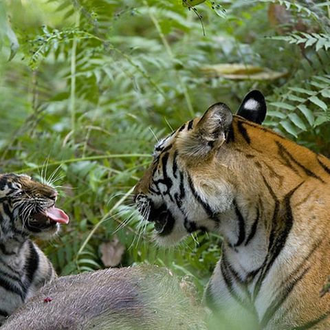 Fotogalerie: Tierkinder