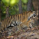 Fotogalerie: Tierkinder - Bild 2