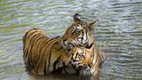 Fotogalerie: Tierkinder - Bild 3