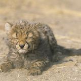 Fotogalerie: Tierkinder - Bild 4