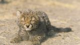 Fotogalerie: Tierkinder - Bild 4