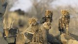 Fotogalerie: Tierkinder - Bild 5