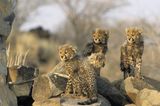 Fotogalerie: Tierkinder - Bild 5
