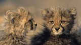 Fotogalerie: Tierkinder - Bild 6