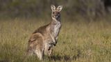 Fotogalerie: Tierkinder - Bild 10