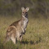 Fotogalerie: Tierkinder - Bild 10