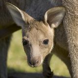 Fotogalerie: Tierkinder - Bild 11