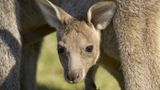 Fotogalerie: Tierkinder - Bild 11