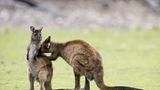 Fotogalerie: Tierkinder - Bild 12