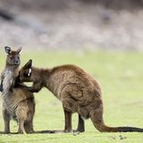 Fotogalerie: Tierkinder - Bild 12