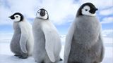 Fotogalerie: Tierkinder - Bild 13