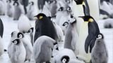 Fotogalerie: Tierkinder - Bild 14