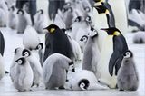 Fotogalerie: Tierkinder - Bild 14