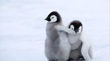 Fotogalerie: Tierkinder - Bild 15