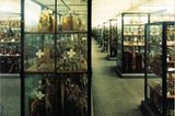 Naturkundemuseum: Altes in neuem Licht - Bild 3