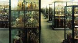 Naturkundemuseum: Altes in neuem Licht - Bild 3