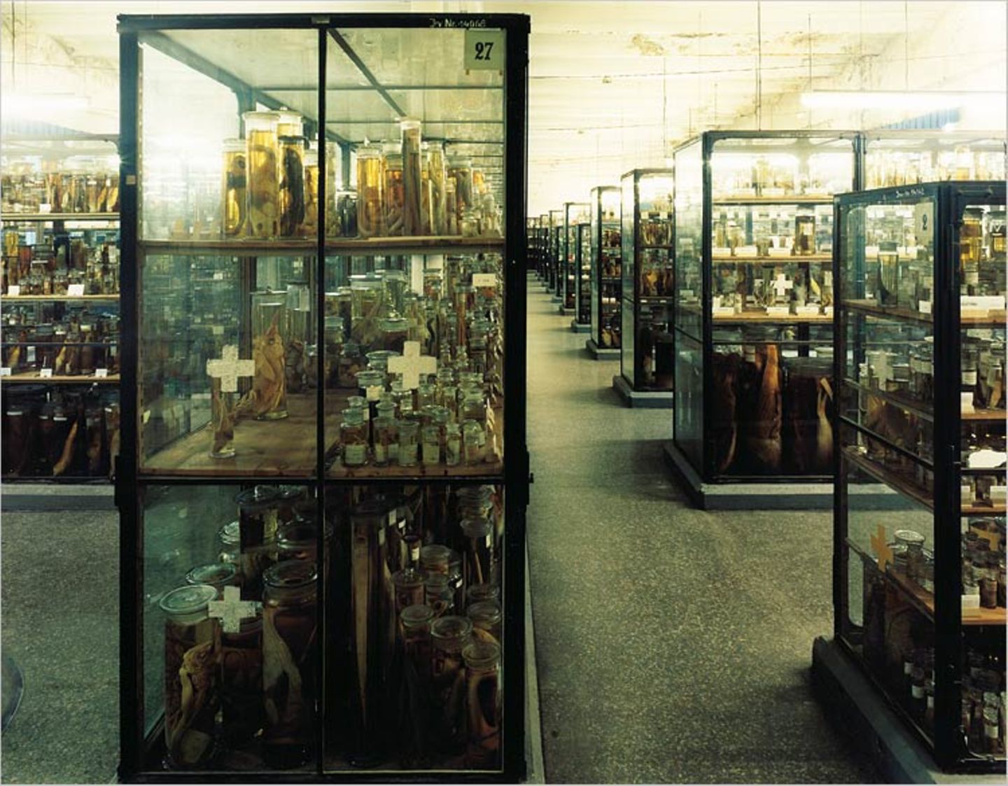 Naturkundemuseum: Altes in neuem Licht - Bild 3