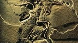 Naturkundemuseum: Altes in neuem Licht - Bild 5