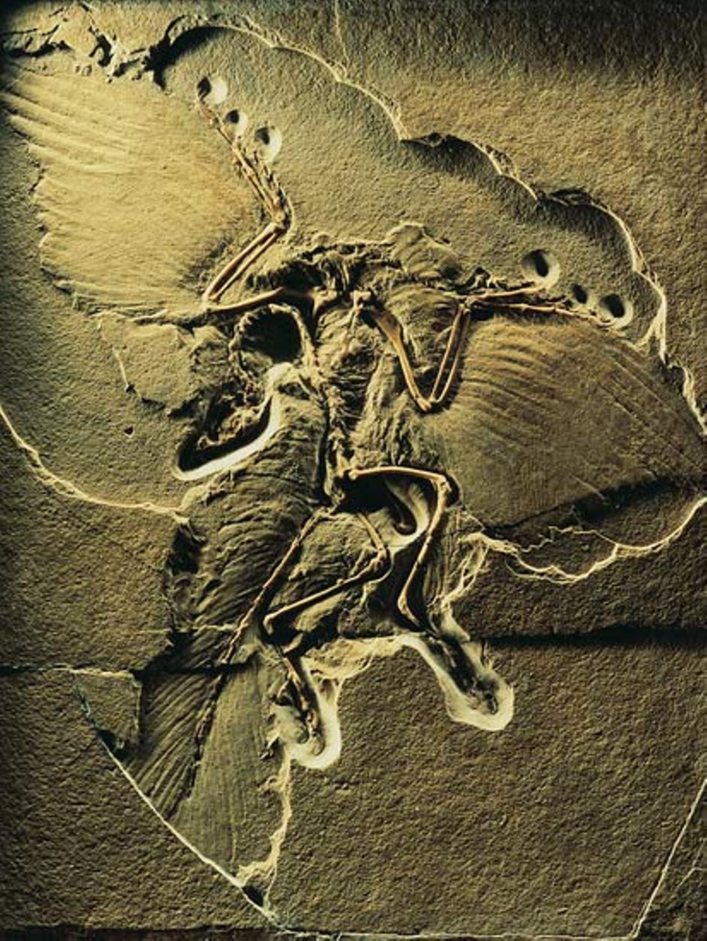 Naturkundemuseum: Altes in neuem Licht - Bild 5