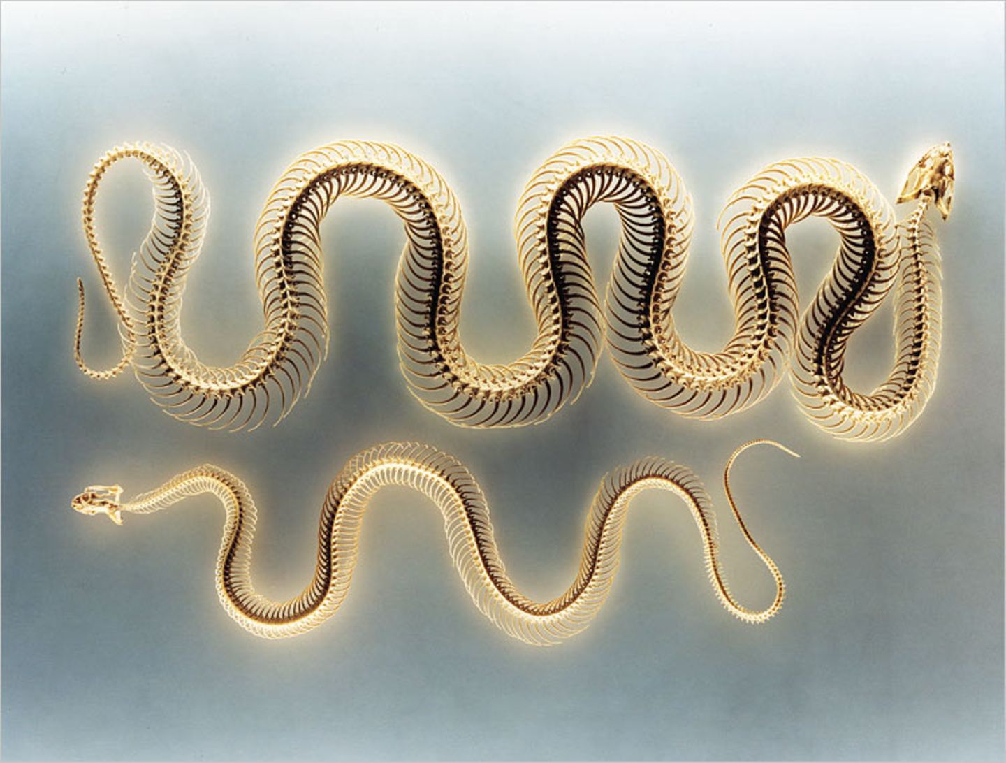 Naturkundemuseum: Altes in neuem Licht - Bild 6