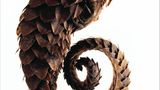 Naturkundemuseum: Altes in neuem Licht - Bild 8