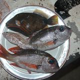 Fotoshow: Der Himmel über Fidschi - Bild 17