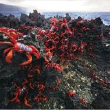 GEO TV: Der Marathon der Krabben