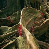 GEO TV: Der Marathon der Krabben - Bild 2