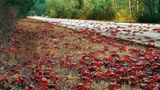 GEO TV: Der Marathon der Krabben - Bild 4