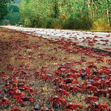 GEO TV: Der Marathon der Krabben - Bild 4