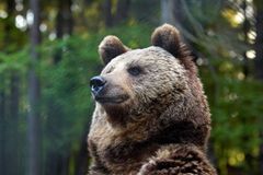 Fotoshow: Unterschlupf für Braunbären