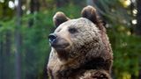 Fotoshow: Unterschlupf für Braunbären