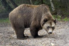 Fotoshow: Unterschlupf für Braunbären - Bild 2