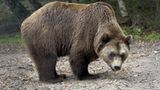 Fotoshow: Unterschlupf für Braunbären - Bild 2