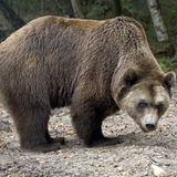 Fotoshow: Unterschlupf für Braunbären - Bild 2
