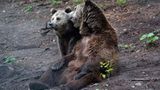 Fotoshow: Unterschlupf für Braunbären - Bild 3