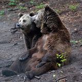 Fotoshow: Unterschlupf für Braunbären - Bild 3