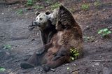 Fotoshow: Unterschlupf für Braunbären - Bild 3