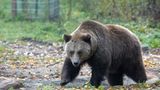 Fotoshow: Unterschlupf für Braunbären - Bild 4