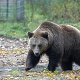 Fotoshow: Unterschlupf für Braunbären - Bild 4