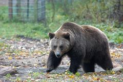 Fotoshow: Unterschlupf für Braunbären - Bild 4