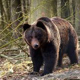 Fotoshow: Unterschlupf für Braunbären - Bild 5