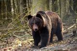 Fotoshow: Unterschlupf für Braunbären - Bild 5