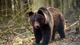 Fotoshow: Unterschlupf für Braunbären - Bild 5